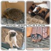 Tujoe 4 Pack Self Warming Cat Mat Self Heating Cat