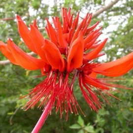 Buy Rare Seeds Erythrina arborescens | Coral Tree | 5_Seeds