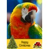 Parrot Christmas Card 'Happy Christmas' - Special Xmas Card for