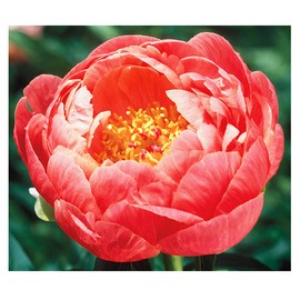 Coral Charm Peony - Semi Double Coral Peony - Large Bare Root 3-5 Eyes