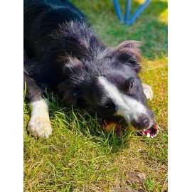 IDA Pet Foods Ball Joint Bone for Dogs, All Natural Beef Dog Bones, Dog Treats for Small to Medium Sized Dogs, Made in The USA, Pack of 3