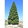 40 GIANT SEQUOIA Sequoiadendron Giganteum Sierra Redwood Tree Seeds