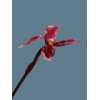 Flowers by James Artificial Phragmipedium Lady Slipper Orchid stem
