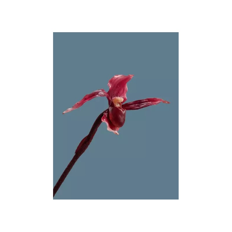 Flowers by James Artificial Phragmipedium Lady Slipper Orchid stem