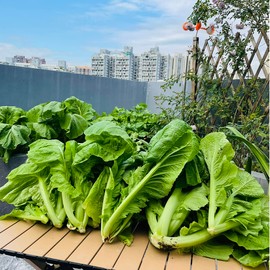 4000+ Florida Broadleaf Mustard Seeds for Planting Vegetable Seeds for Green Leaf Non-GMO Heirloom Garden Seed Small GAI Choi Cải bẹ xanh