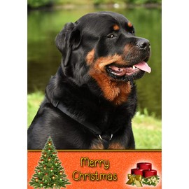 Rottweiler Dog Christmas Card 'Merry Christmas' - Special Animal Xmas Card for Him Her from Pets Kids