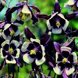 Outsidepride William Guinness Columbine Seeds - 2000 Pcs Perennial, Easy to Grow Flower Seeds for Planting, Suitable for Pollinator-Friendly Garden, Cut Floral Arrangements, Ground Covers, or Borders