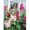 Freshseed Hollyhock seeds fresh crop for 2025 packet of 50