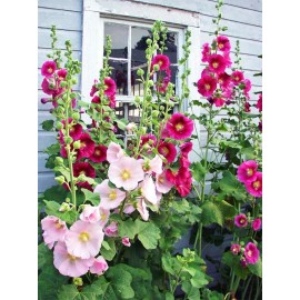Freshseed Hollyhock seeds fresh crop for 2025 packet of 50