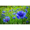 Seeds Blue Cornflower 200+ Seeds for Planting Bachelor’s Buttons Annual