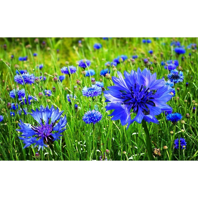 Seeds Blue Cornflower 200+ Seeds for Planting Bachelor’s Buttons Annual