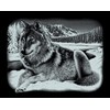 MAMMUT 137011 - Kratzbild, Motiv Wolf, silber, glänzend, quer, Komplettset