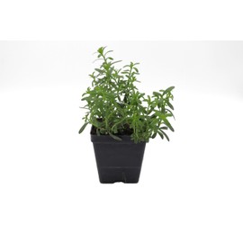 Greenwood Nursery: Live Perennial Plants - Cheyenne Spirit Coneflower + Echinacea Purpurea - [Qty: 5X Pint Pots] - (Click for Other Available Plants/Quantities)