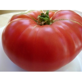 75+ Mortgage Lifter Tomato Seeds- Heirloom Variety- by Ohio Heirloom Seeds