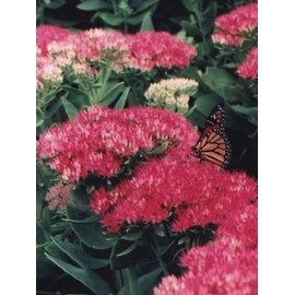 Perennial Farm Marketplace Sedum spec. 'Neon' (Stonecrop) Groundcover, Size-#1 Container, Rosy Pink Flowers