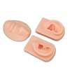 3D Nose and Mouth Model Silicone Ear Model Simulation Display