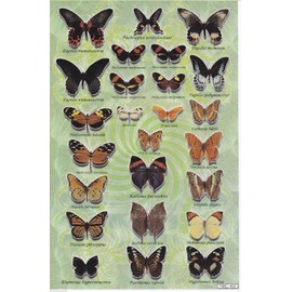 Butterfly Butterfly Lepid Optera Pets Sticker Set 25-Piece 1 Blade 270 mm x 180 mm Sticker Craft Party