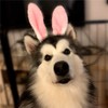 TopTie Easter Bunny Ears Headband for Adults & Kids, Plush