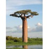 10+ African Baobab Seeds | Adansonia Digitata Tree of Life