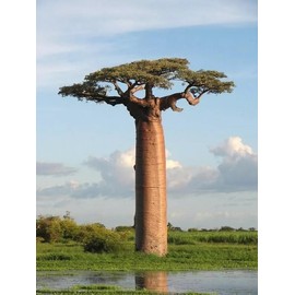 10+ African Baobab Seeds | Adansonia Digitata Tree of Life | Rare