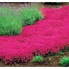 Thyme Seeds 2000 Mix Red Creeping Seeds for Planting- Wooly