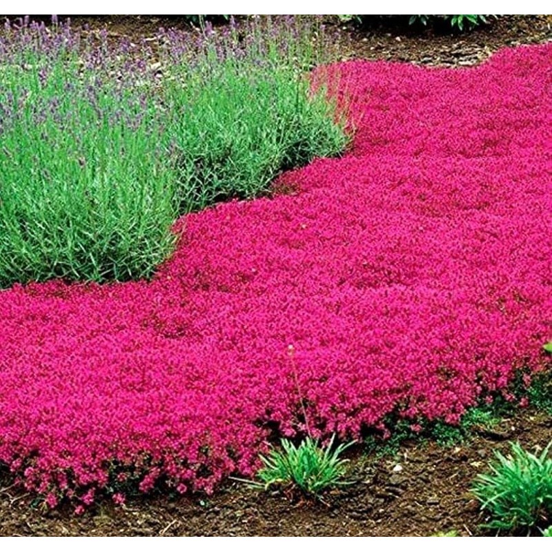Thyme Seeds 2000 Mix Red Creeping Seeds for Planting- Wooly