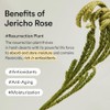 Abib Collagen Eye Crème Jericho Rose Tube for Dark Circles
