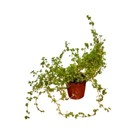 PLANTVERS Tiny Tears in 2" Grow Pot | Soleirolia Soleirolii Creeping Plant | Delicate Trailing Greenery for Terrariums, Shelves & Small Spaces