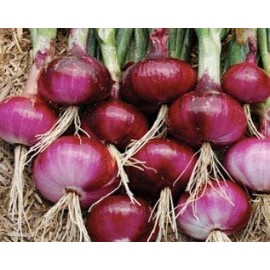 Red Shortday Burgandy Onion Seeds, 300 Heirloom Seeds Per Packet, Non GMO Seeds