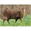 BushWear Muntjac Target Posters (4 pack) Targets (73978)