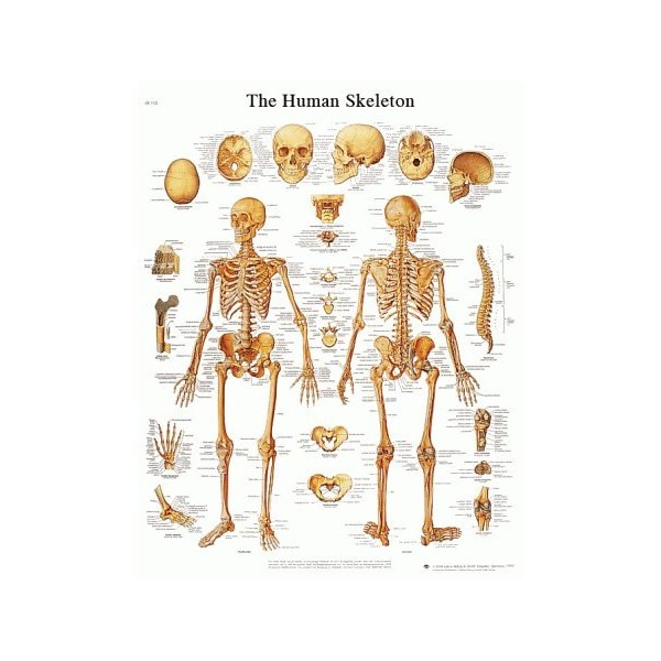 3B Scientific VR1113L Glossy Laminated Paper Human Skeleton Anatomical Chart,