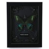 Real Framed Butterfly Taxidermy - Shadow Box, Real Framed Butterfly
