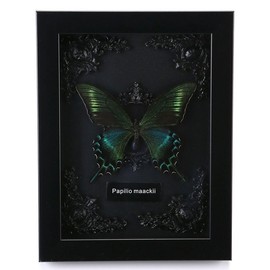 Real Framed Butterfly Taxidermy - Shadow Box, Real Framed Butterfly in a Box for Gothic Home Decor Aesthetic
