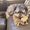 SPOT Dura-Fused Leather Raccoon Dog Toy – Real Leather &