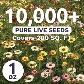 Painted Daisy - Large 1 Ounce Packet - 10,000 Flower Seeds for Planting - Tanacetum coccineum