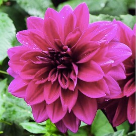 Thomas Edison Dahlia - 5 Gallon Size Bare Root Tuber Pink - Elegant Pink Blooms for Spring Planting 2025 - Perfect for Gardens and Floral Arrangements