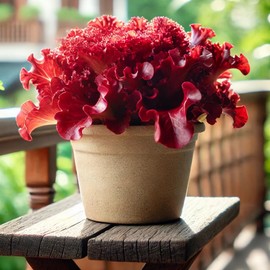 KIRA SEEDS - Seeds Red Indoor Lettuce - 20 Days for Salad - Heirloom Vegetable - GMO Free