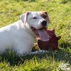 Ancol Play Time For Dogs Plush Squeaky Cuddle Quilted Woodland