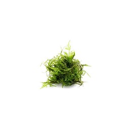 SubstrateSource Live Aquarium Plants on Driftwood, Lava Rock, Moss, Fiber Mat - Freshwater Fish Tanks - Easy, Beginner Friendly (Peacock Moss, (Large Cup))