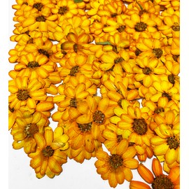 12 pcs Orange Zinnia Real Natural Dried Pressed Flowers for Resin Scrapbooking DIY Candle Decoration Jewelry Crafts