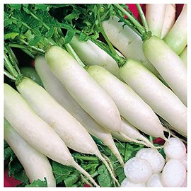 Everwilde Farms - 1/4 Lb Japanese Minowase Radish Seeds - Gold Vault