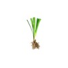 Super Blue Liriope Muscari | 10 Live Bare Root Pips