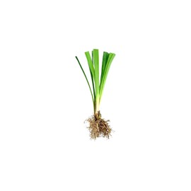Super Blue Liriope Muscari | 10 Live Bare Root Pips | Evergreen Plant Ground Cover Monkey Grass Lilyturf