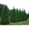 3 Arborvitae Green Giants 12-18" Tall Live Plants in 4"