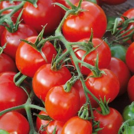 Southeast Seeds Large Red Cherry Tomato Seeds, Salad, Heirloom, Non-GMO, FREE SHIPPING - 60 Seeds