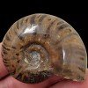 LapidaryCentral Flashy Red Polished Iridescent Ammonite with Flowering! 1.5-2 Inches!