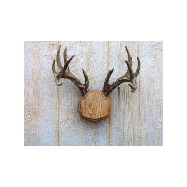 Taxidermists Woodshop The Medium Oak The Deer Stand Antler Mounting