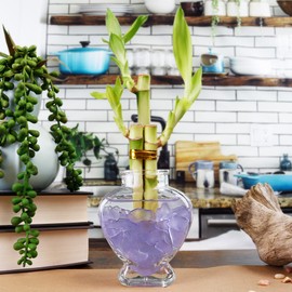 Set of Three 3 Stalk Lucky Bamboo Arrangements - 6 Inch Lucky Bamboo Indoor House Plants for Home and Office Decor - NW Wholesaler