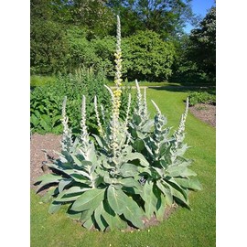 Denseflower Yellow Mullein Verbascum densiflorum Medicinal Tea Herb Premium Seed Packet for Planting