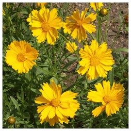 Everwilde Farms - 1/4 Lb Sand Coreopsis Native Wildflower Seeds - Gold Vault